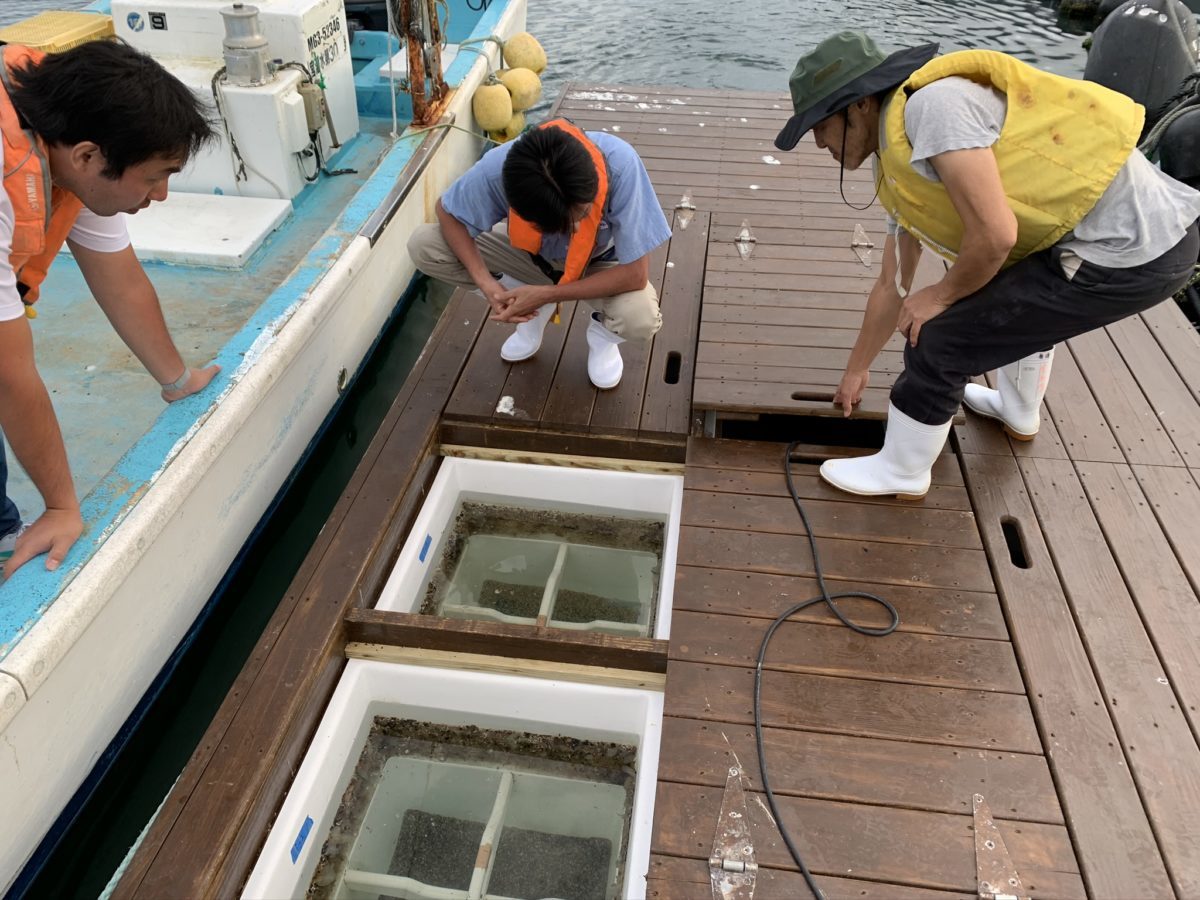 Toshihiko Katakura and his crew check the growth progress of their oyster seed in a Hoopers Island built FLUPSY
