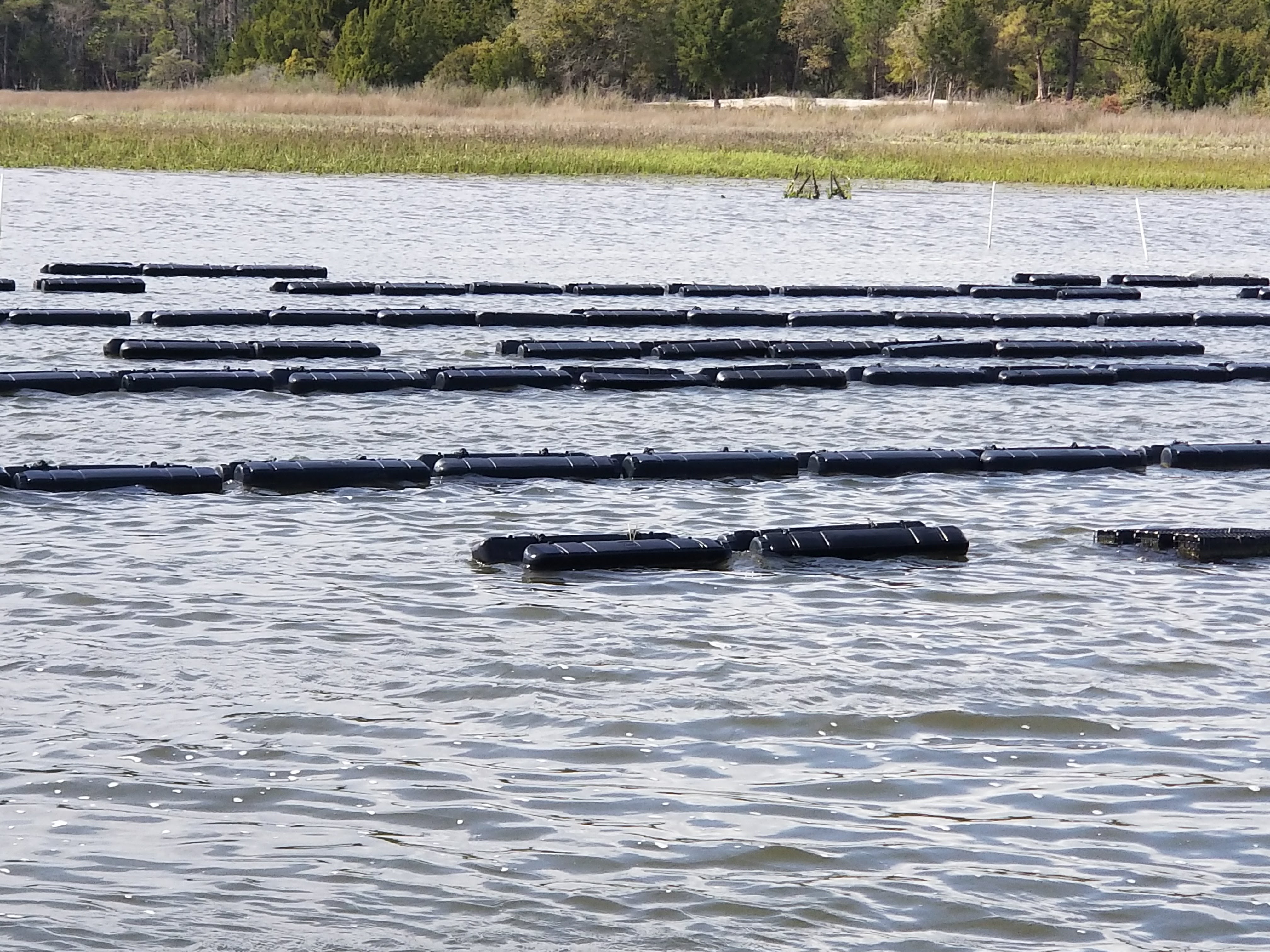oyster aquaculture surface grow out floats