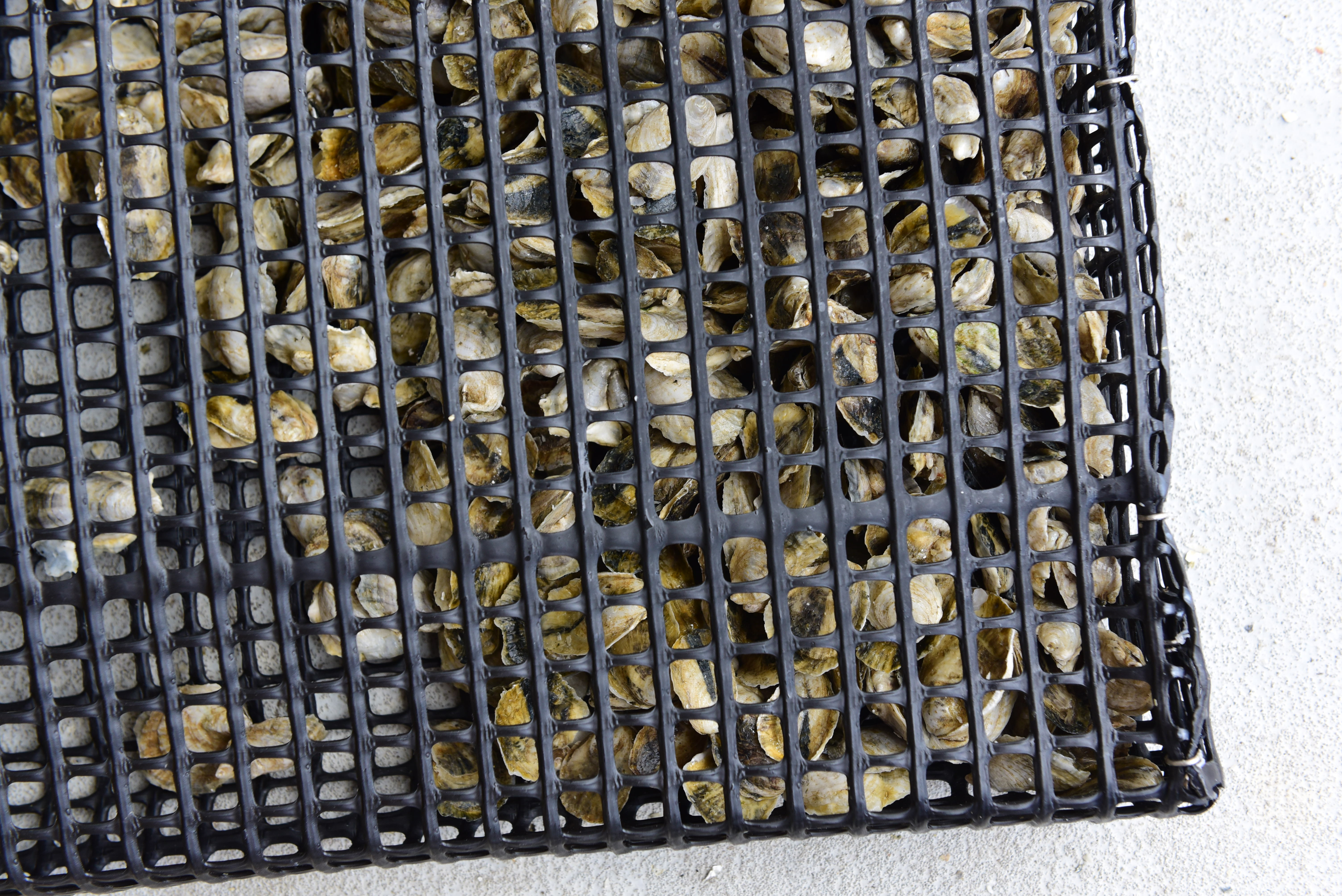 Equipment_Cages_oystersincage