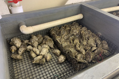 Oyster-Seed-Hatchery-2