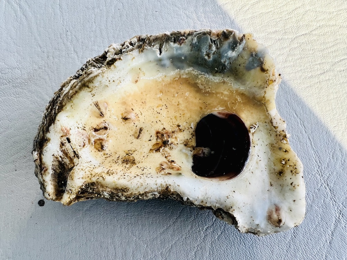 Hoopers-Island-Oysters-Restoration-spat-on-shell-2