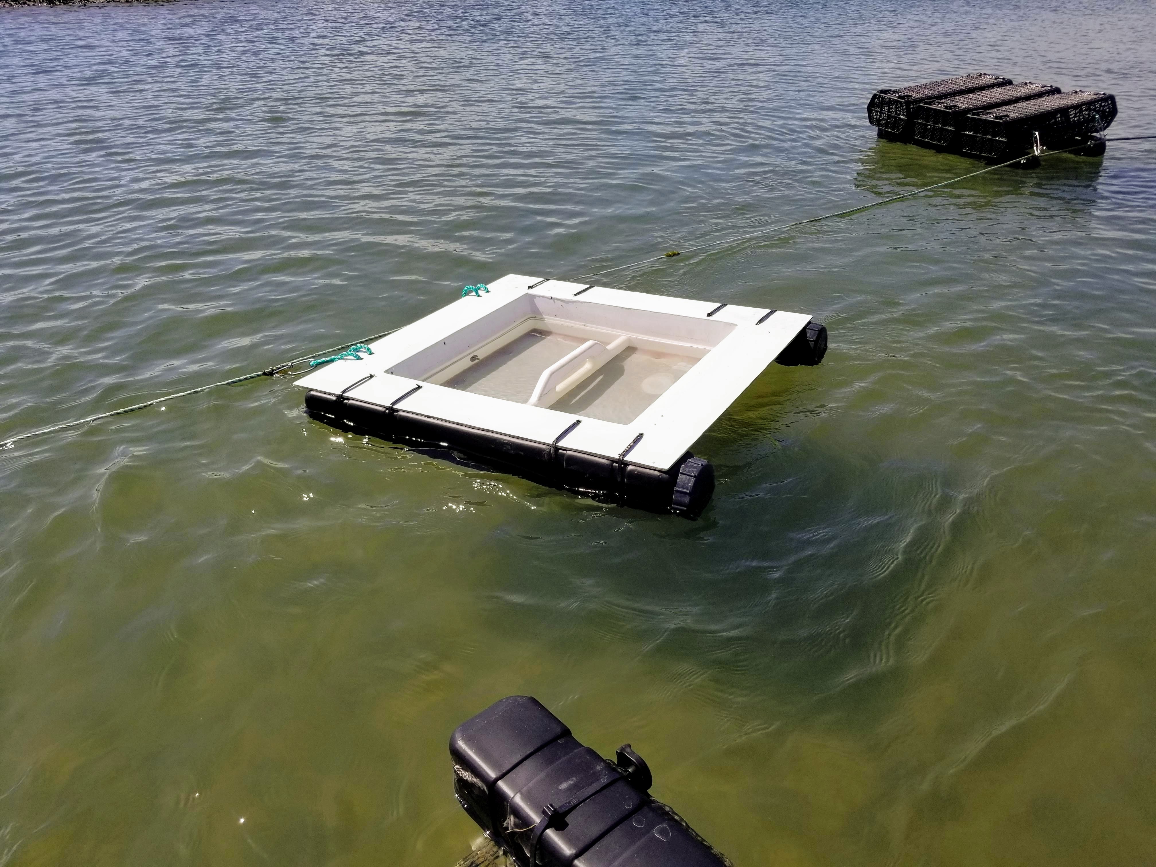 oyster seed  hatchery and grow out gear in water incubator