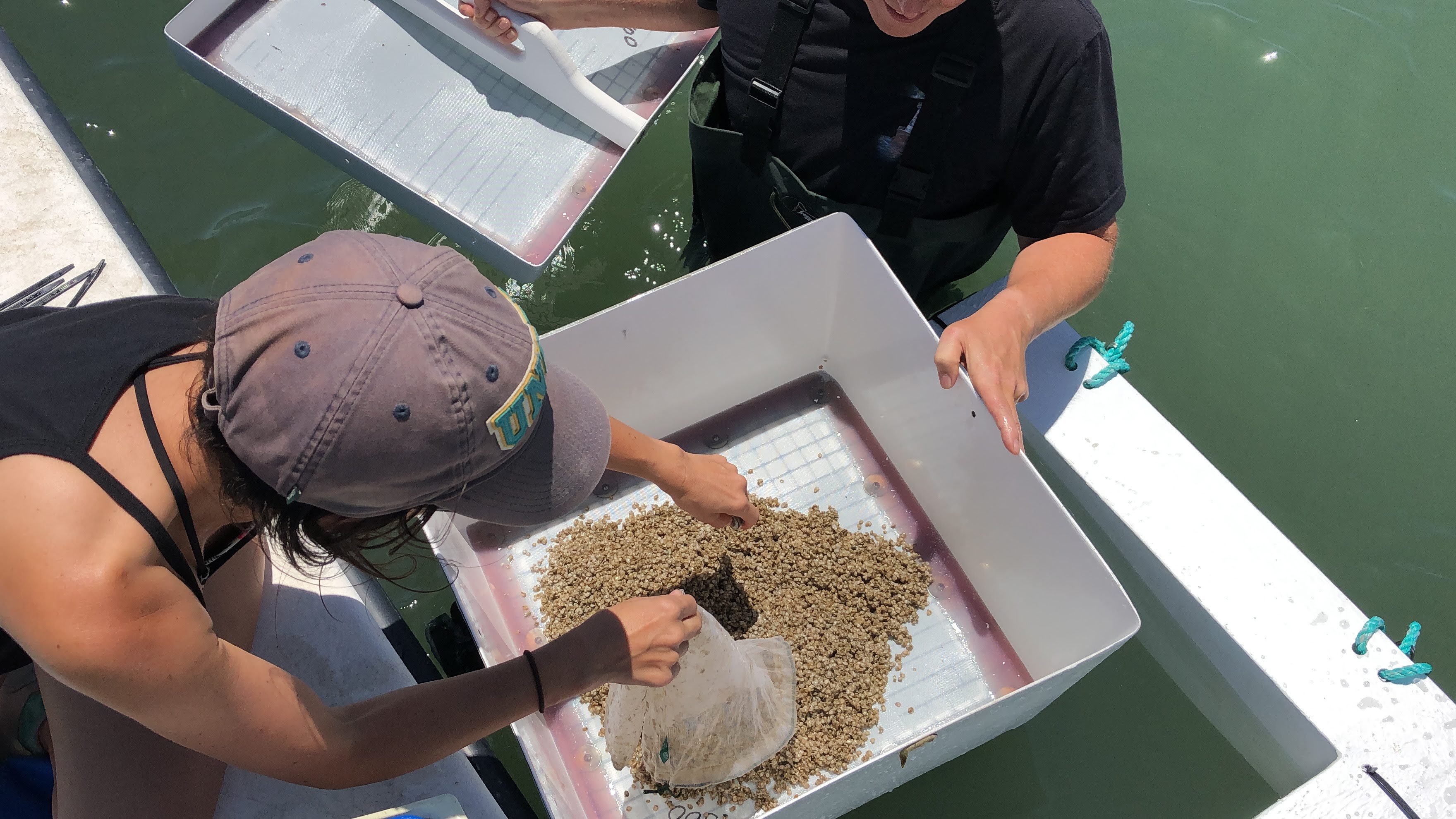oyster seed  hatchery and grow out gear in water incubator