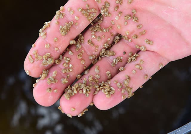 Hatchery Oyster Seed