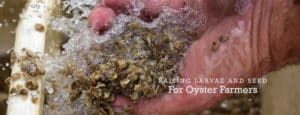 oyster seed and larvae