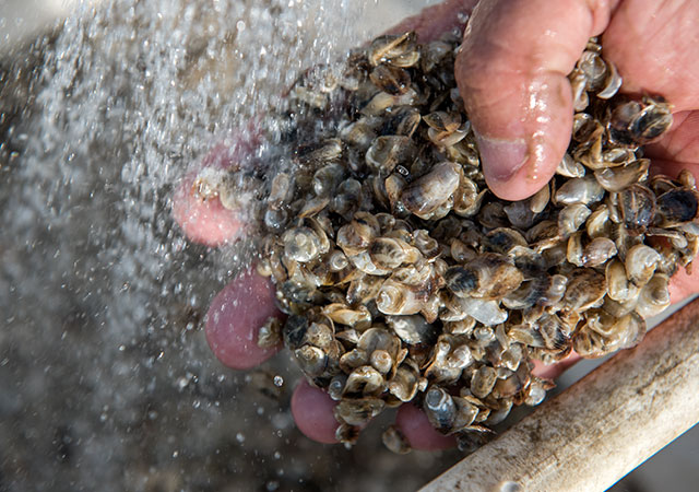 Oyster seed