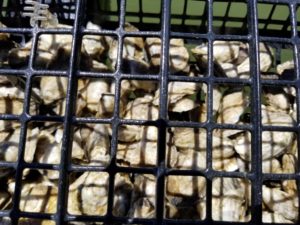 Oysters in Hexcyl Pod