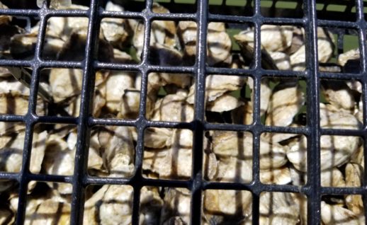 Hoopers Island Oyster Co. Hexcyl Pod surface grow out gear