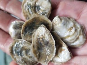 hoopers island oyster seed