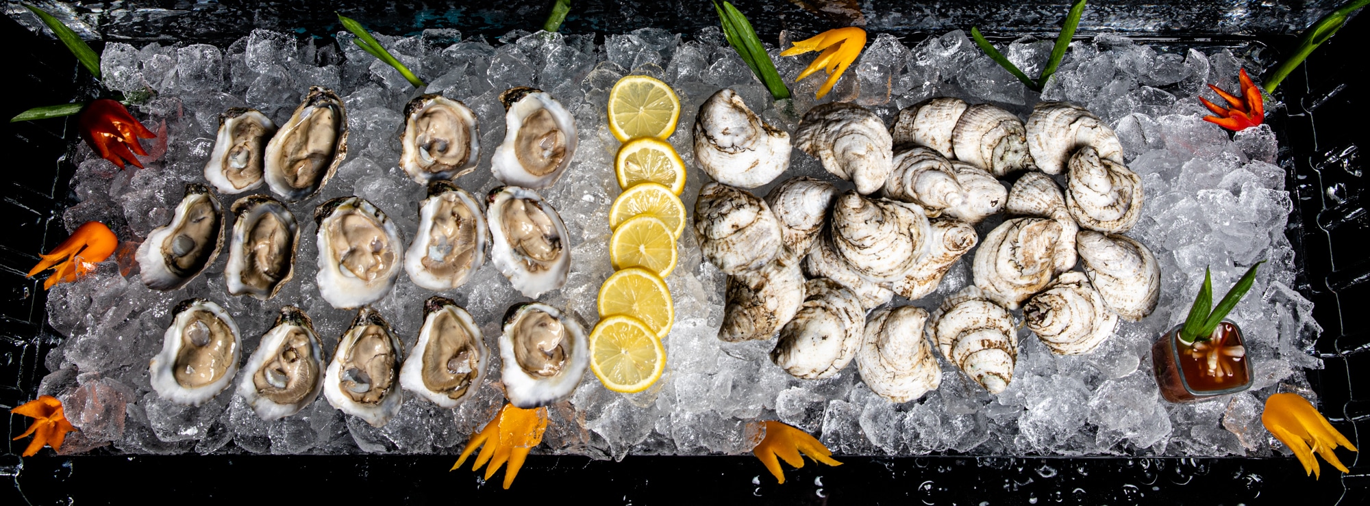 Chesapeake Gold and Mermaid Kiss Oysters on ice