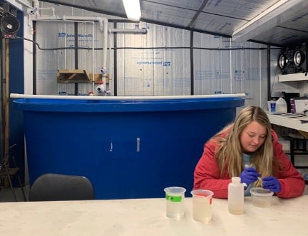 Hoopers Island Oyster Co. hatchery spawn