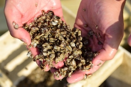 oyster hatchery seed
