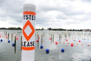 Oyster Lease Buoy with longlines
