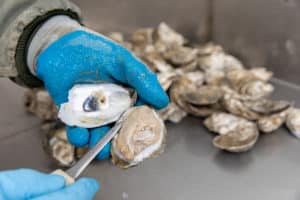 Hoopers Island Oysters Shucked for Pints