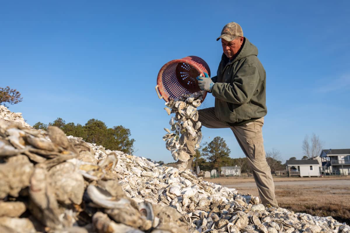 Hoopers Island Oyster Co. recycles oyster shells
