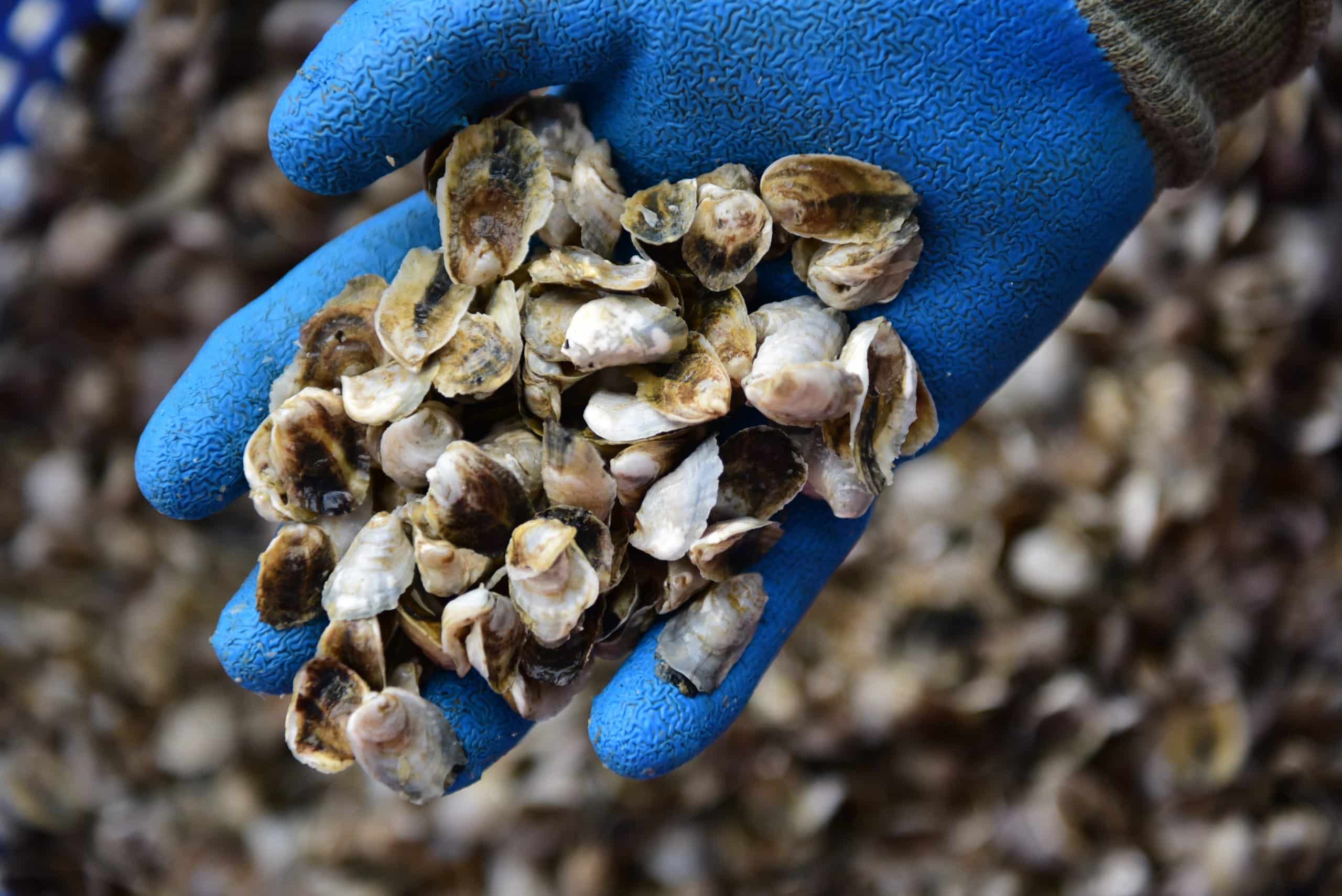 Hoopers Island Oyster Seed