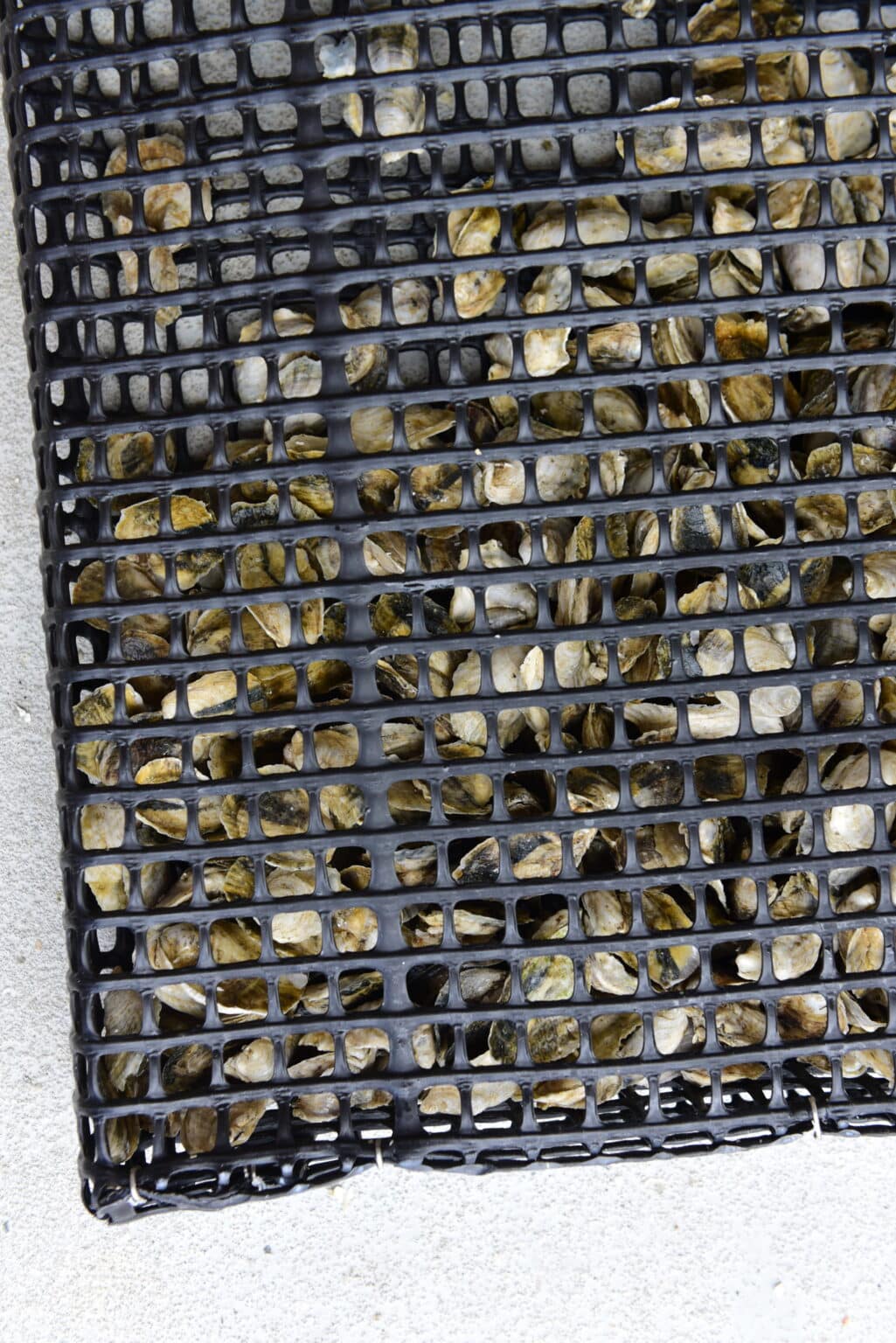 Hoopers Island Oyster Co. Relaunches The Oyster Gardening Package